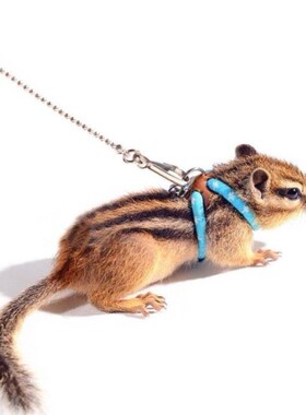 仓鼠牵引绳松鼠荷兰猪外出遛仓鼠背心式绳子防挣脱花枝鼠松鼠训练