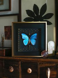 复古动植物标本类装饰画盒手作蝴蝶相框干花昆虫摆件挂画图片