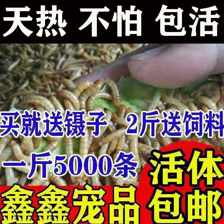 活鲜黄粉虫面包大麦活虫饲养盒透气盒蟋蟀饲料喂食观察盆