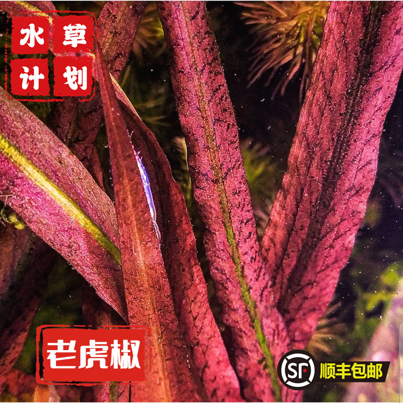 ada老虎椒草水草阴性草水下叶