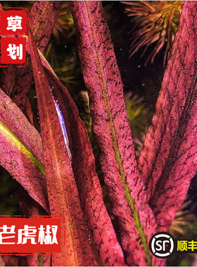 ADA老虎椒草稀有水草高端水草中后景水草阴性草自养水下叶