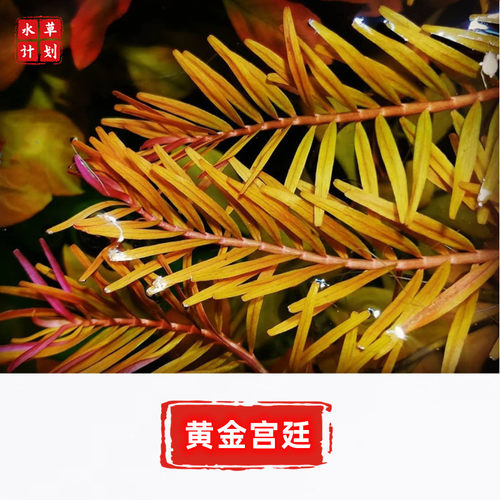 黄金绿宫廷草缸造景新手入门