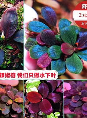 辣椒榕水草无需碳阴性水草可粘