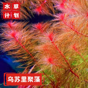 乌苏里聚藻自养水中叶 淡水鱼缸草缸造景有茎类真活体水草中后景