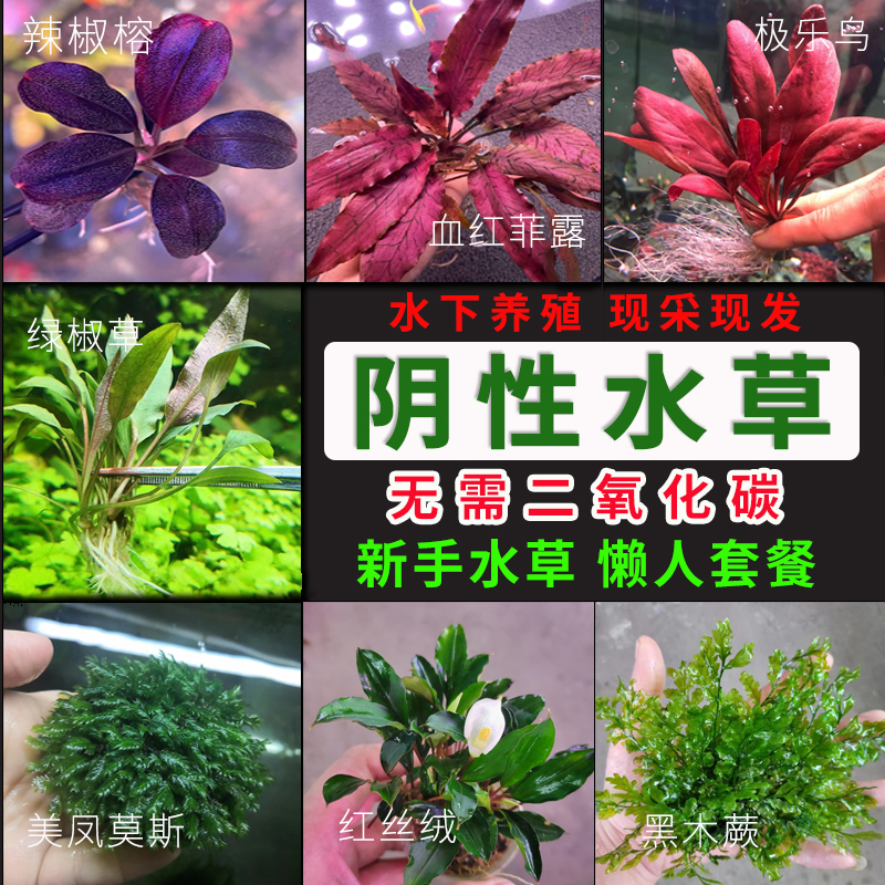 前景水草阴性鱼缸造景植物水兰水溶椒草无需二氧化碳懒人新手套餐