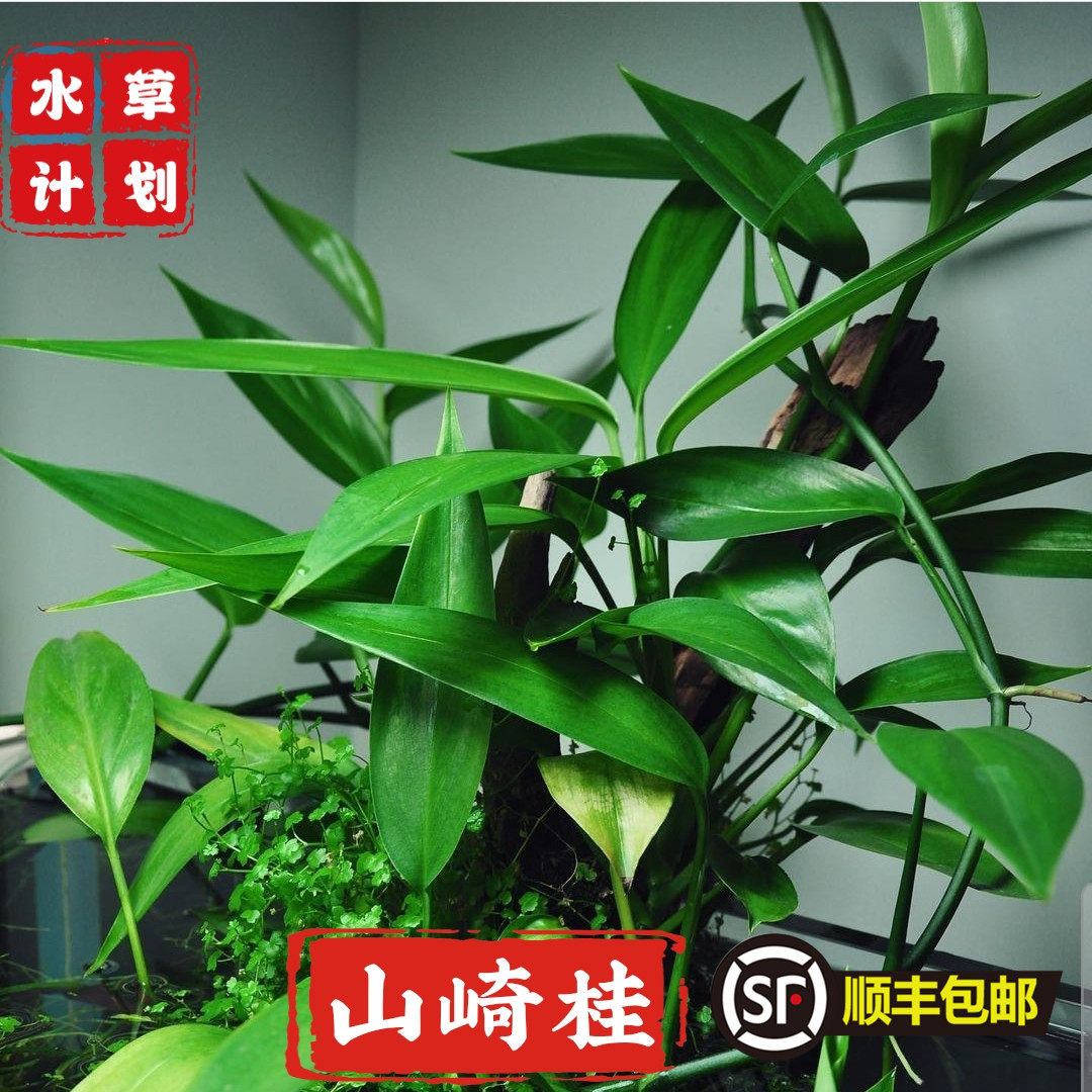 山崎桂水草高端水草ada山崎桂阴性水草挺水植物稀有水草草缸造景
