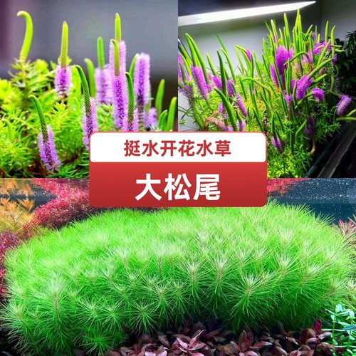 火花百叶又名南美大松尾挺水开花