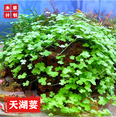 中景草水族装饰活体天胡荽