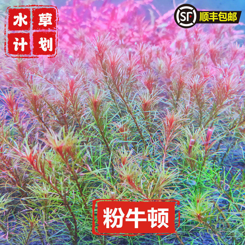 粉红牛顿细叶牛顿水草活体水草草缸造景新手好养有茎类中后景水草