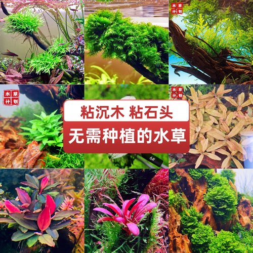 粘在沉木石头无需种植入缸即成景