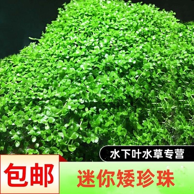 前景草迷你矮珍珠趴地冒泡活体