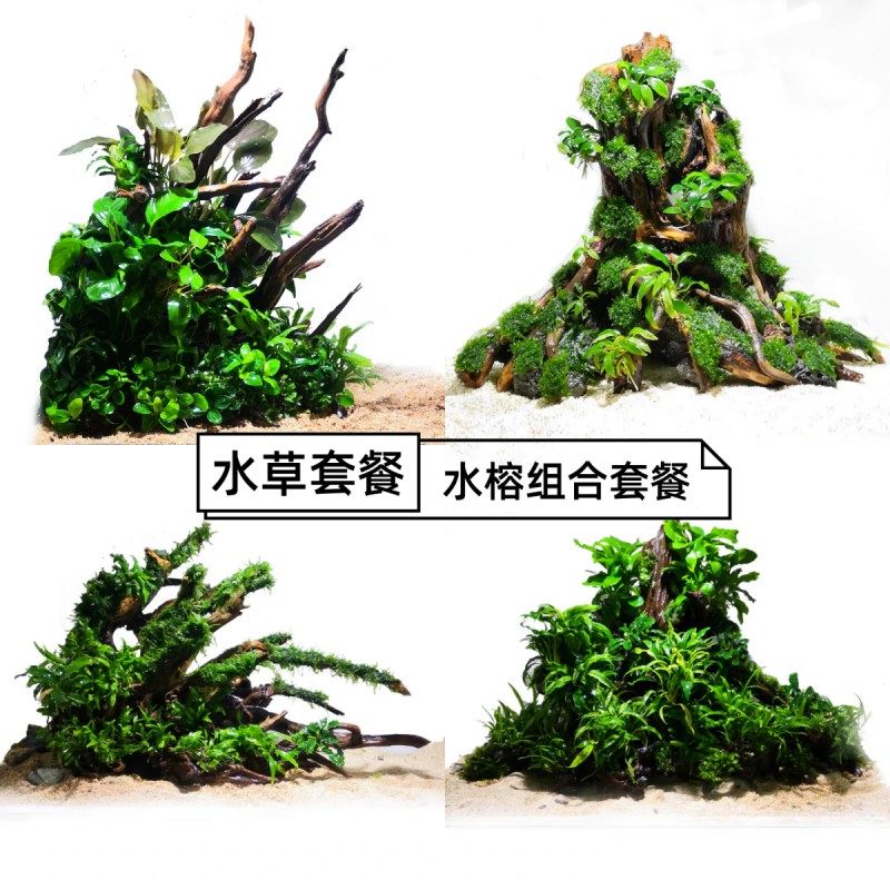 生命之树 紫红丁香水榕辣椒丹麦红玫瑰鲁宾叶底红莫斯 树桩杜鹃根