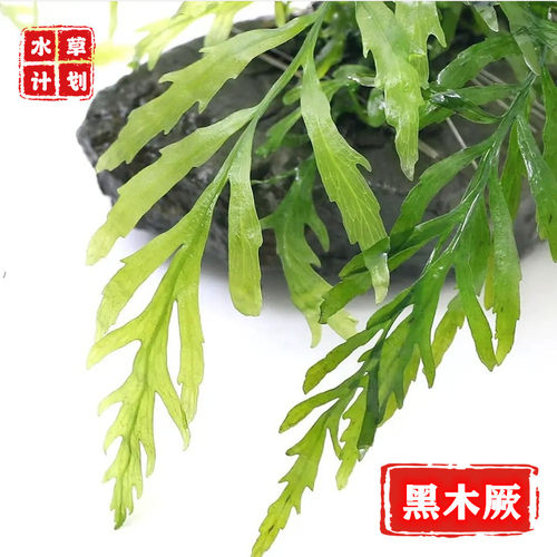 黑木阴性水草后景中叶无须co2