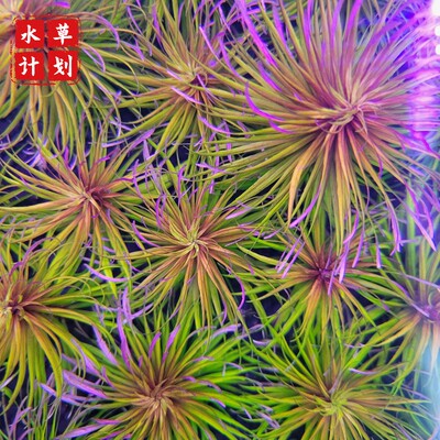 太阳类水草螺旋百叶太阳稀有水草