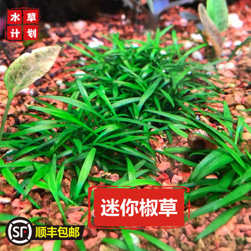 鱼缸造景前景水草迷你椒草草皮