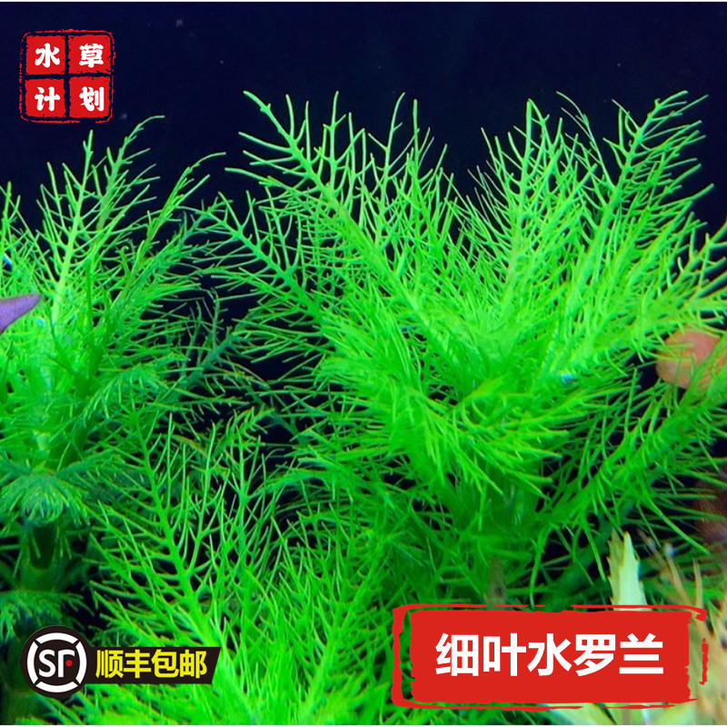 细叶罗兰水草植物新手好养后景