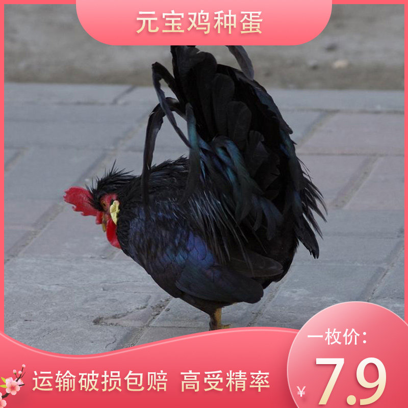 元宝鸡种蛋 可孵化 受精蛋 纯种观赏 翻毛菊花 矮脚 白桂黑元宝鸡