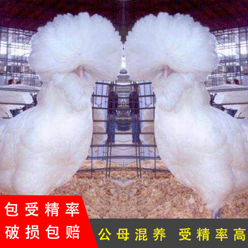 纯种凤头白色帽子鸡种蛋受精蛋可孵化帽子鸡观赏鸡宠物鸡白头翁