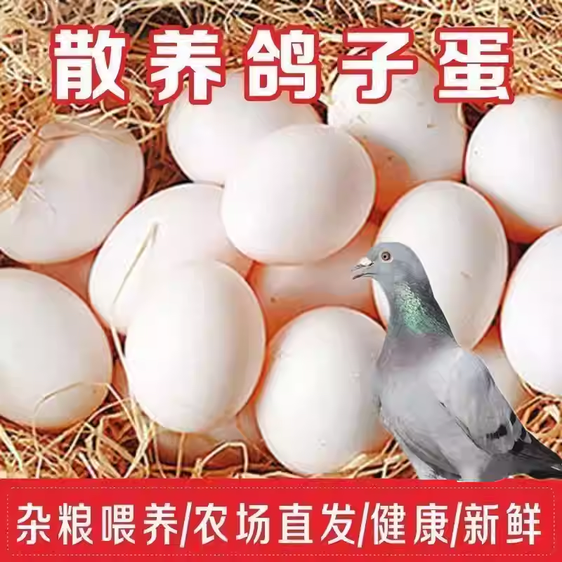 20枚正宗精选土鸽现捡现发新鲜鸽子蛋儿童孕妇营养辅食宝宝孕妇,宠物/宠物食品及用品,鸟禽其他,淘宝优惠券,粉丝福利购,淘宝优惠卷