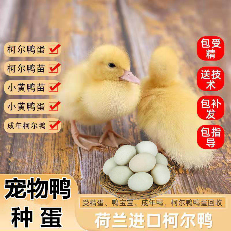宠物鸭蛋受精种蛋可孵化卵小黄鸭子网红可达柯尔鸭白鸭羽小型好养,宠物/宠物食品及用品,鸟,淘宝优惠券,粉丝福利购,淘宝优惠卷