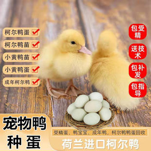 宠物鸭蛋受精种蛋可孵化卵小黄鸭子网红可达柯尔鸭白鸭羽小型好养