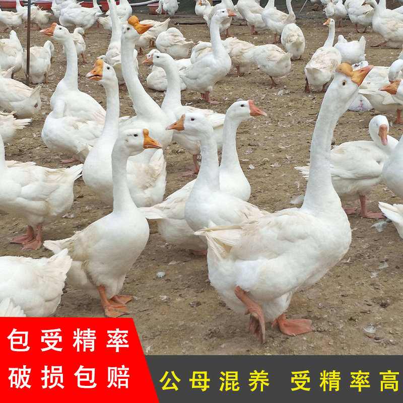 大三花鹅蛋种蛋受精蛋可孵化鹅蛋受精种鹅蛋新鲜四季鹅三花五龙鹅