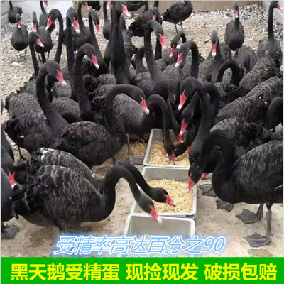 黑天鹅蛋种蛋受精蛋可孵化 大体型观赏水禽黑天鹅种蛋破损包赔