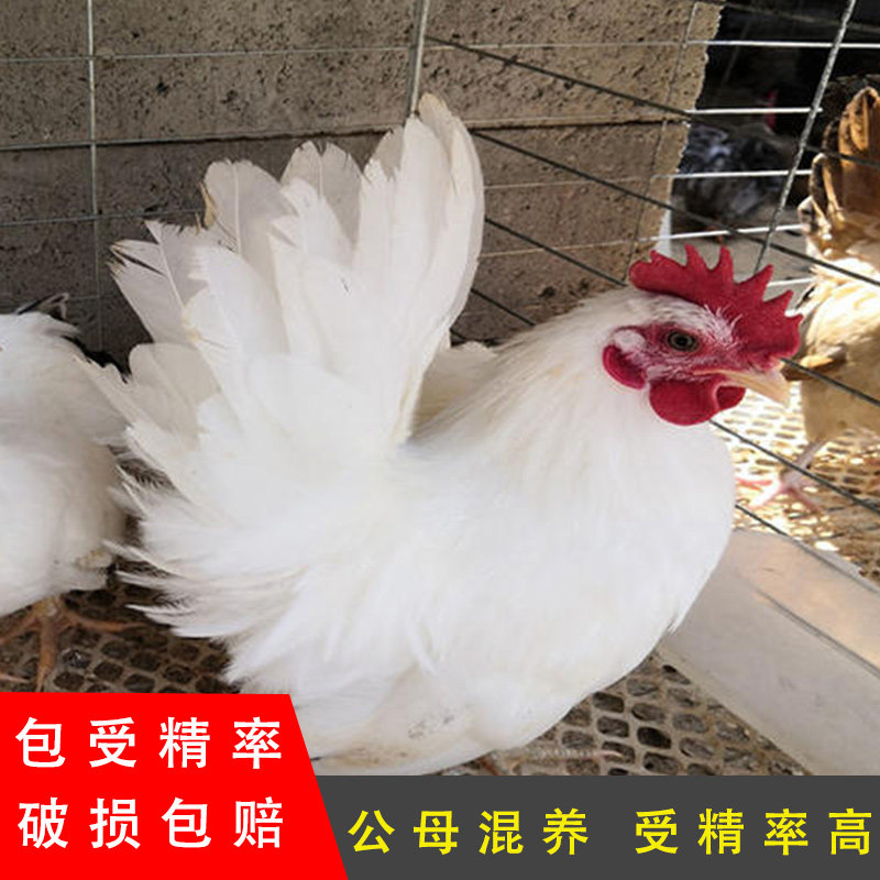 白色元宝鸡种蛋受精蛋可孵化小型矮脚鸡玲珑鸡泰国矮脚鸡金元宝