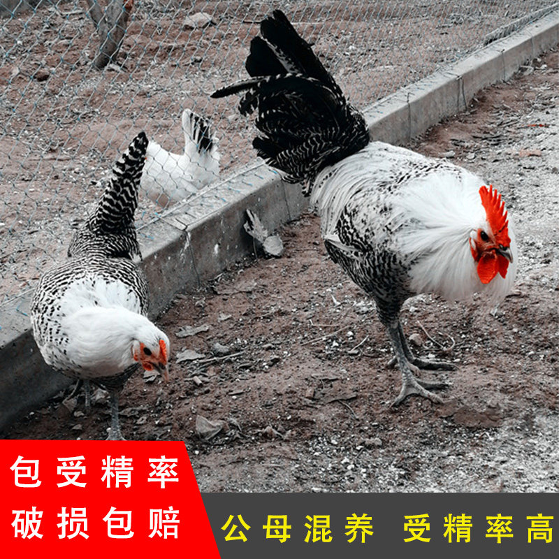 埃及艳后番禺法约米鸡宠物鸡花纹观赏鸡银脖子鸡种蛋受精蛋可孵化