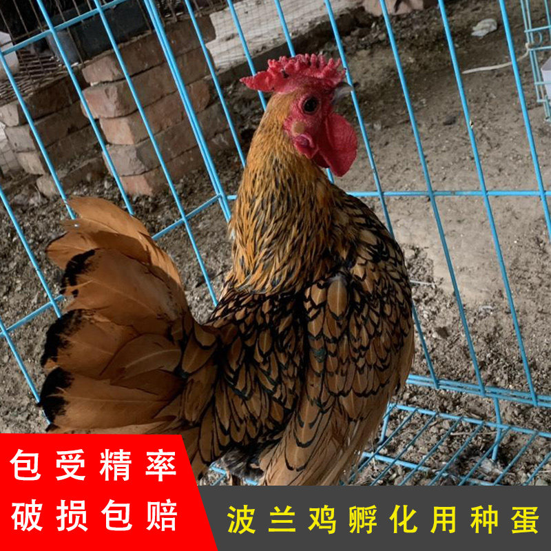 矮脚鸡宠物鸡帽子破损包赔可孵化观赏鸡红色波兰鸡种蛋受精蛋纯种