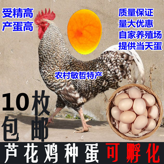 芦花鸡种蛋受精可孵化散养汶上芦花鸡金芦花鸡种蛋受精蛋10枚装