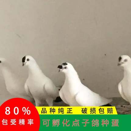 2枚点子观赏鸽受精蛋可孵化点子鸽子种蛋受精蛋两头乌鸽子大鼻子