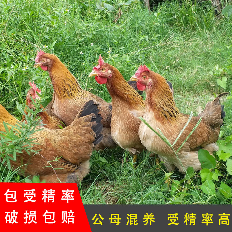 中山沙栏鸡种蛋受精蛋可孵化石岐鸡三角鸡快大麻鸡受精蛋高产土鸡