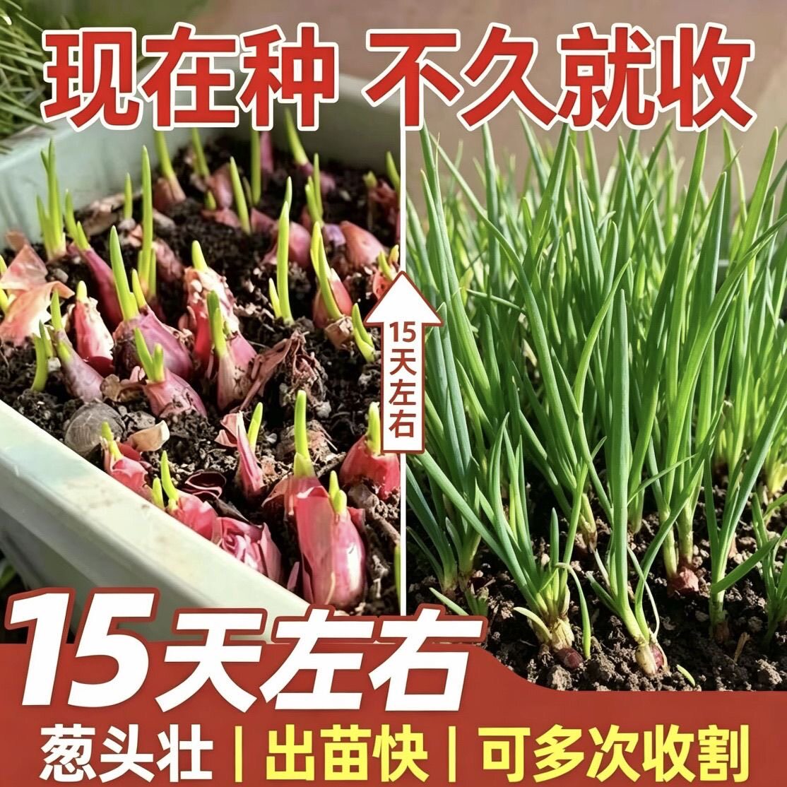 正宗四川小香葱头四季小香葱可吃可种阳台多次采收农家火葱头种子
