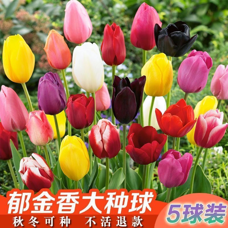 郁金香种球水培花卉植物室内花四季开花种子盆栽花苗土培水养好活