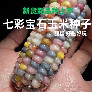 七彩玉新宝石玉米网红血丝小玉米玛瑙红小玉米文玩迷你真玉米种子