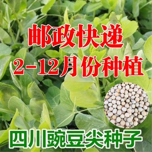 豌豆尖种子早熟高产多次采收豌豆苗豆芽菜种盆栽水培易种蔬菜种子