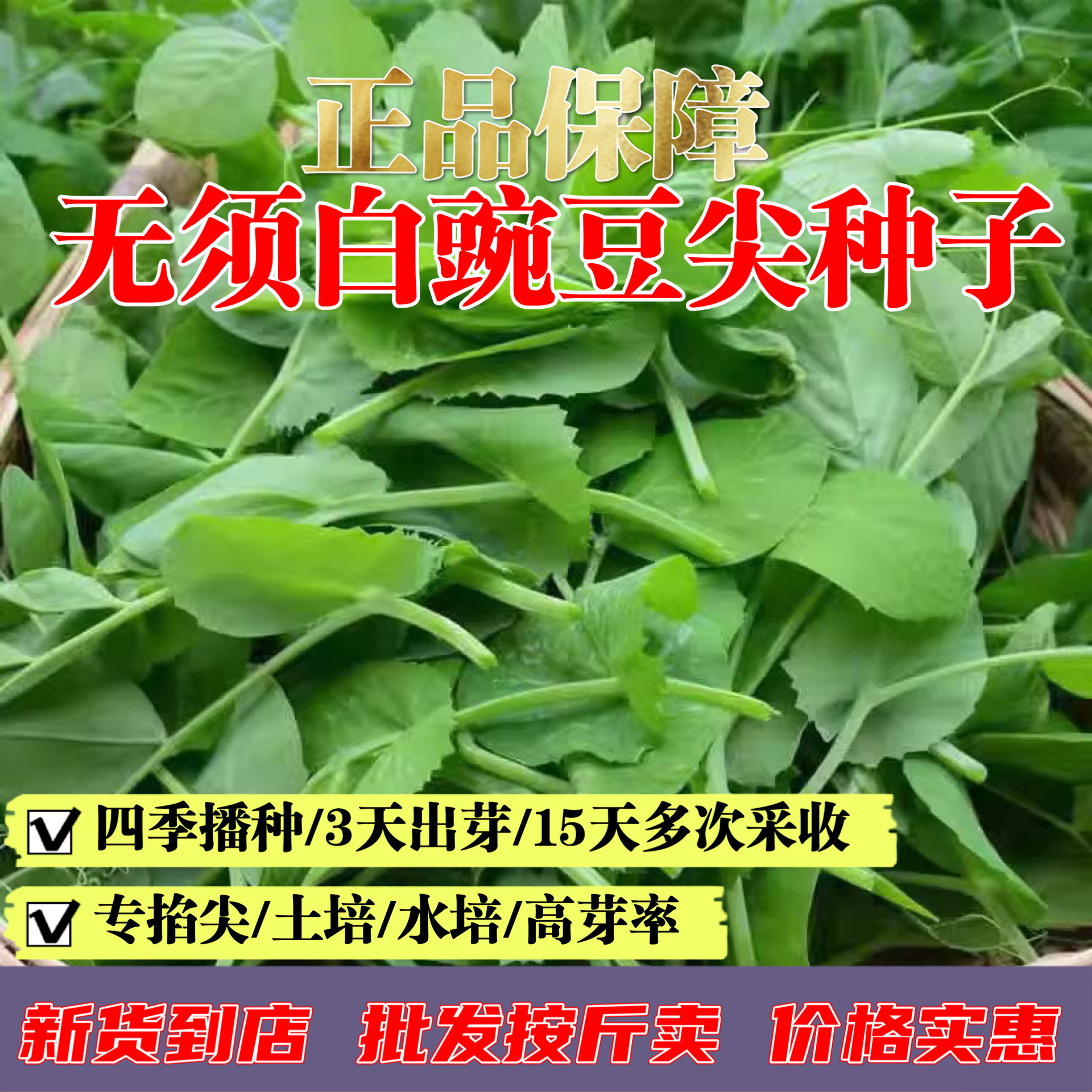 ������㶹������20��Լ100�� ��������š������㶹���������Ե��Զ�ѿ�߲��Ѱ��㶹��ˮ������