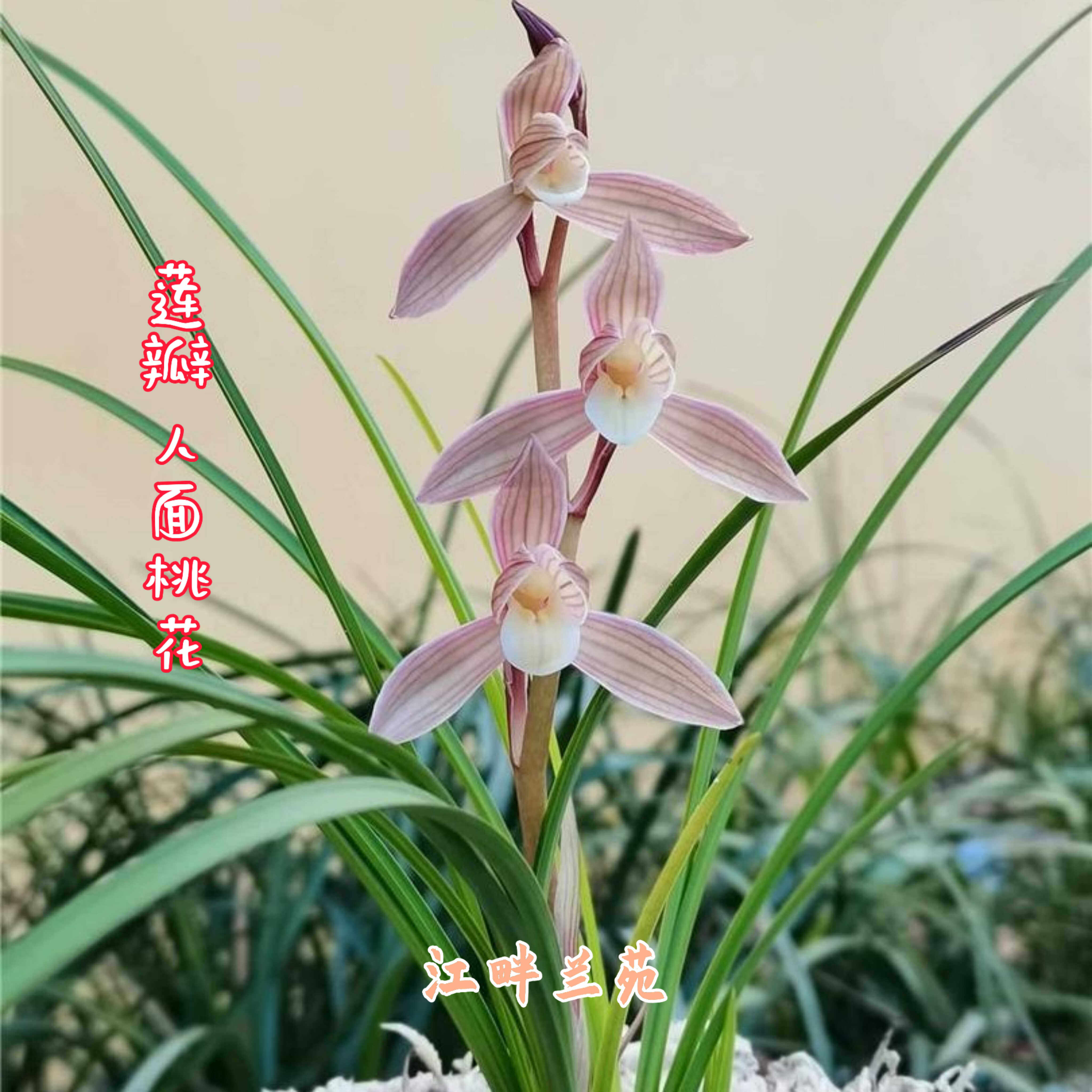 （假一赔十）人面桃花云南莲瓣兰彩素名品 勤花勤芽 易养高端名兰,鲜花速递/花卉仿真/绿植园艺,国兰/杂交兰/洋兰类,淘宝优惠券,粉丝福利购,淘宝优惠卷