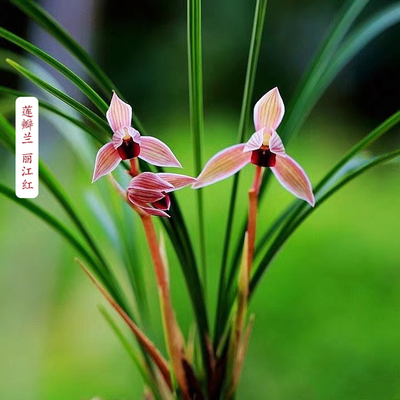 云南莲瓣兰丽江红花朵颜色鲜艳呈红素状被认为是莲瓣兰中的极红舌