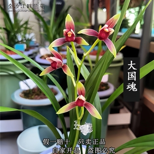 正品保证 大国魂 建兰铭品八大红花之一川产四季兰传统色花铭品