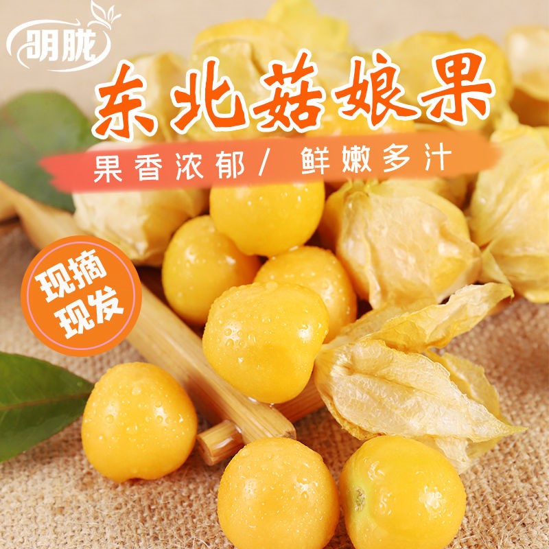 东北黄姑娘果应季灯笼果新鲜水果东北特产菇茑果现摘现发整箱包邮 鲸爆价 东北黄姑娘果应季灯笼果新鲜水果东北特产菇茑果现摘现发整箱包邮 鲸爆价