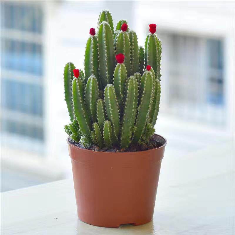 聚财山多肉植物仙人掌盆栽客厅绿植花卉室内办公室桌面好养吸甲醛