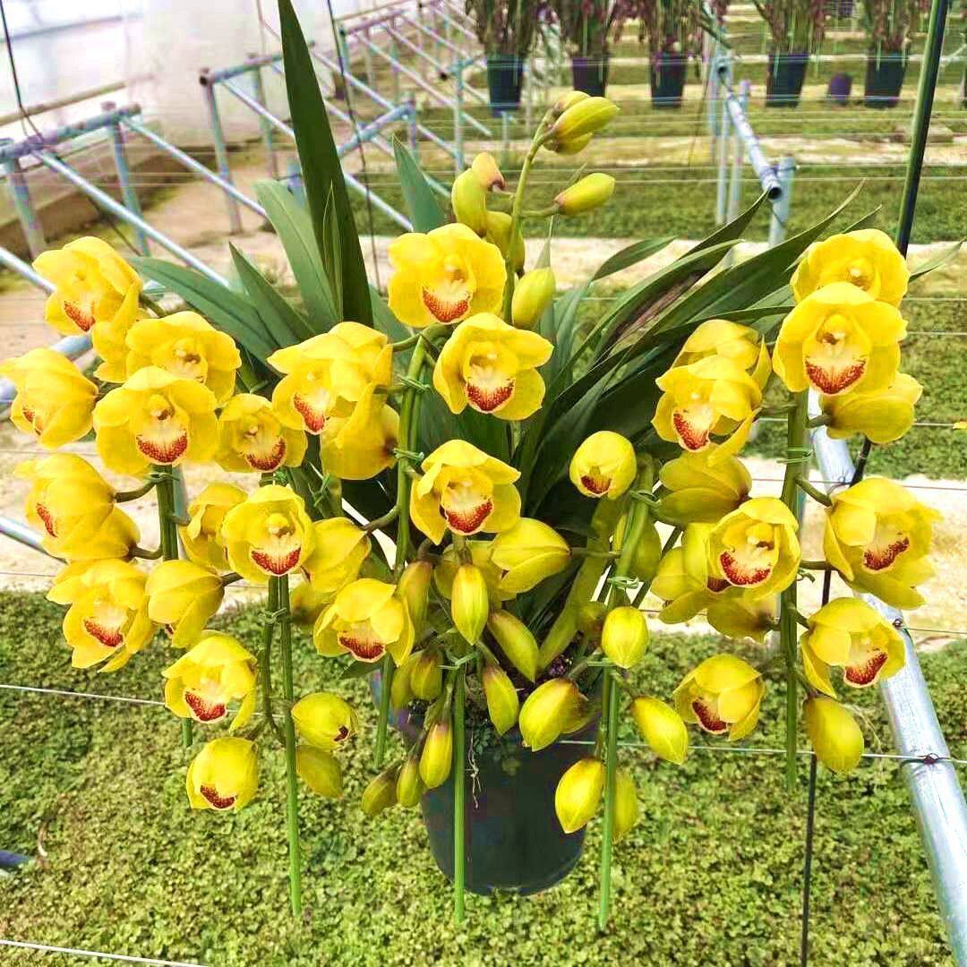 超香兰花 红贵人 浓香型盆栽四季好养建兰花卉绿植兰草