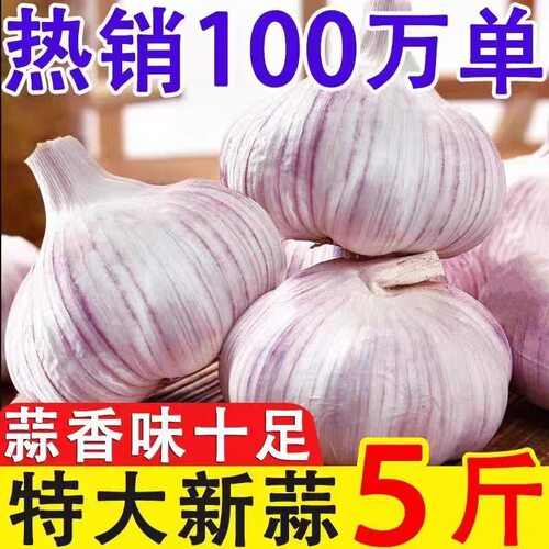 【紫皮大蒜】大蒜头干蒜紫皮大蒜头干蒜特大新鲜大蒜价