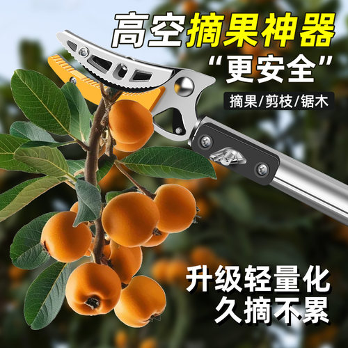摘水果采摘枇杷荔枝杨梅龙眼杏子