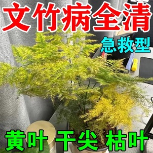 文竹营养液治黄叶专用肥料水培干尖家用云竹免稀释营养液盆栽植物