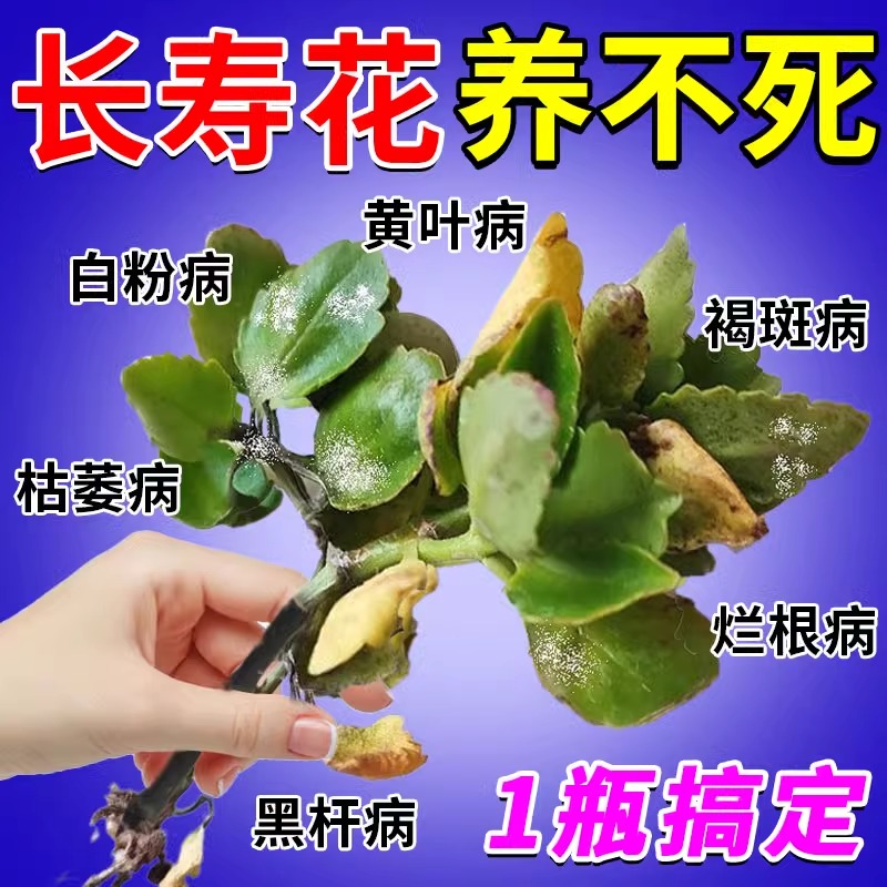 长寿花杀菌剂白粉病营养液黑腐病疮痂病黑杆病专用药烂根专用肥料
