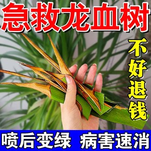 龙血树专用营养液治叶子发黄干尖药黑斑烂根茎腐病龙须树专用肥料