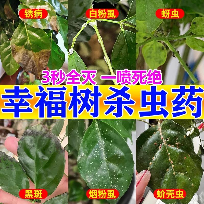 幸福树杀虫药腻虫蚧壳虫蚜虫红蜘蛛叶子有粘液除虫灭虫专用杀虫剂